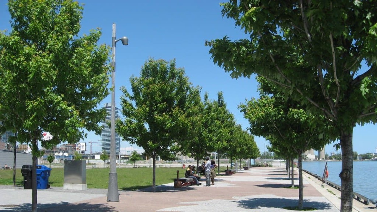 Toronto Tree Data